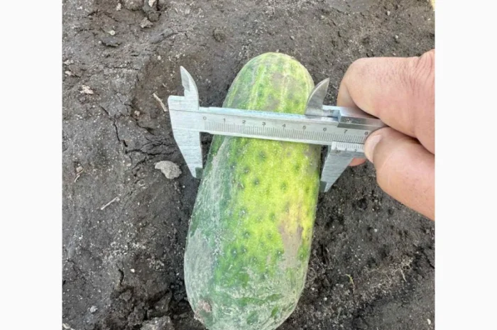 Грунтовий огірок оптом від 7 тонн- фото № 4