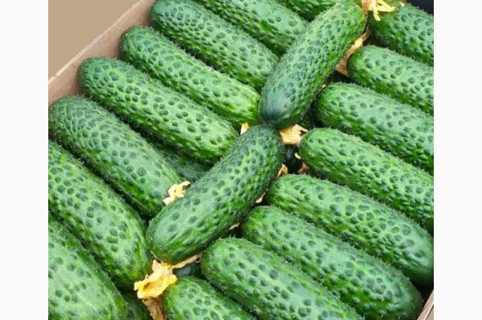 Закупка свежих огурцов в Киеве- фото № 1