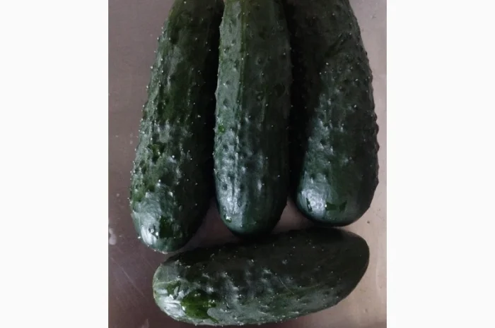 Продаю огурцы сорта Шакті и КС 80- фото № 1