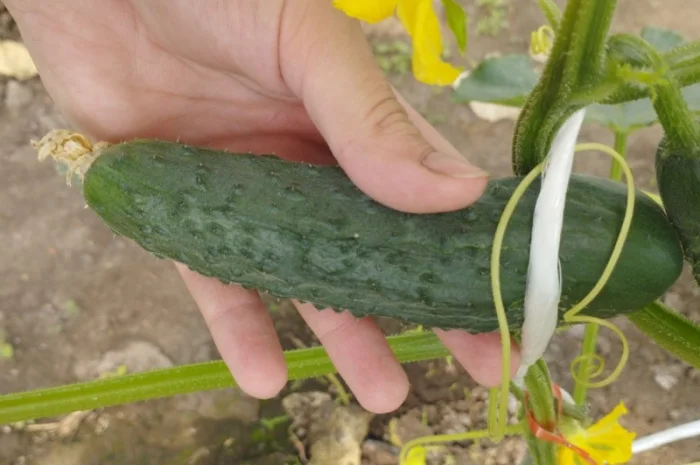 Продаю огурцы сорта Шакті и КС 80- фото № 2