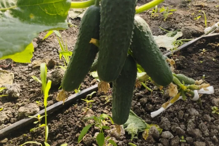Продаю огурцы сорта Шакті и КС 80- фото № 3