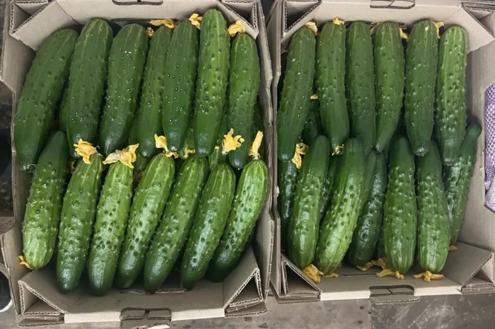 Продаж тепличного огірка сорту Єстафета- фото № 1