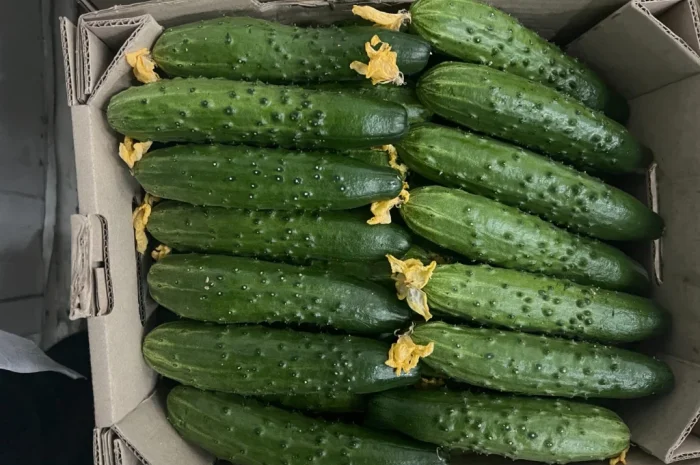 Продаж тепличного огірка сорту Єстафета- фото № 2