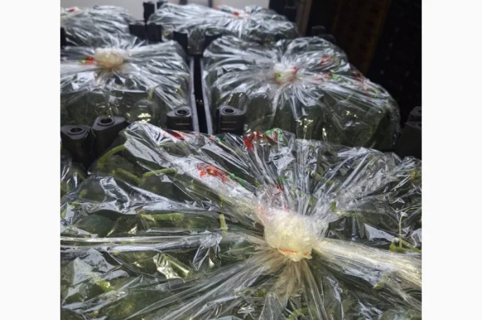 Огірки Туреччина на продаж- фото № 1