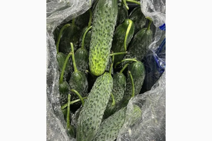 Огірки Туреччина на продаж- фото № 2