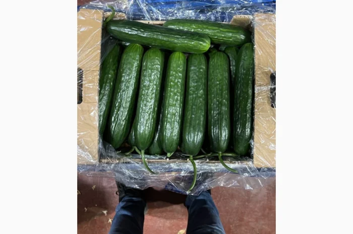 Продаю свіжі огірки- фото № 1