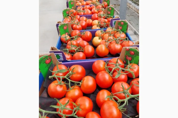 Продаю свіжі огірки- фото № 12