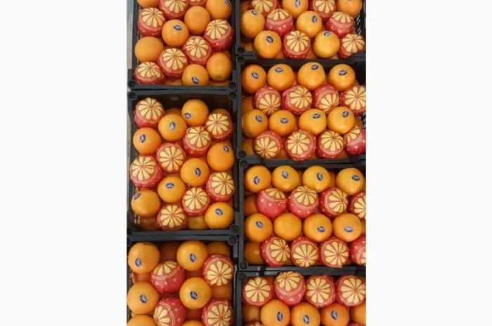 Продаю свіжі огірки- фото № 13