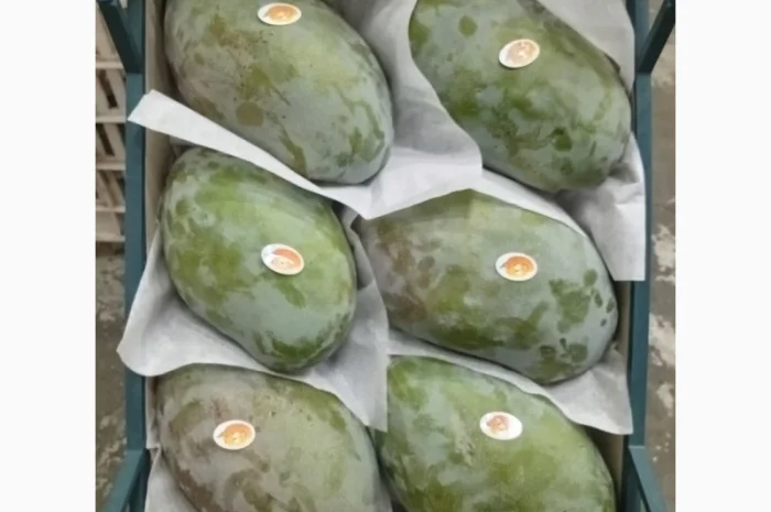 Продаю свіжі огірки- фото № 14