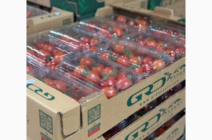 Продаю свіжі огірки- фото № 2