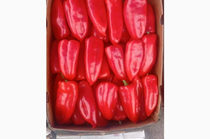 Продаю свіжі огірки- фото № 3