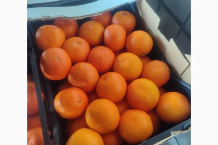 Продаю свіжі огірки- фото № 4