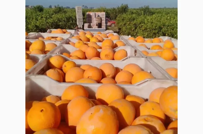 Продаю свіжі огірки- фото № 7