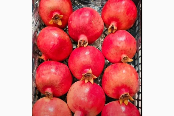 Продаю свіжі огірки- фото № 8