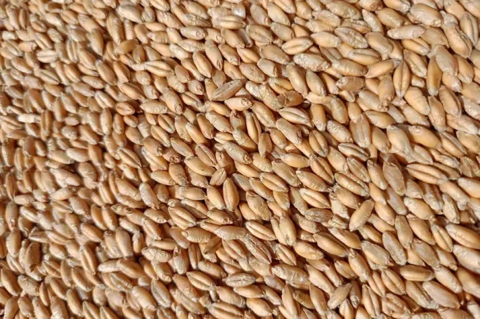 Продаю тритікале, овес, пшеницю та ячмінь- фото № 1