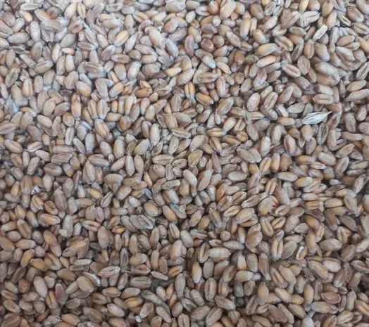 Зерно тритікале на продаж 20т- фото № 1