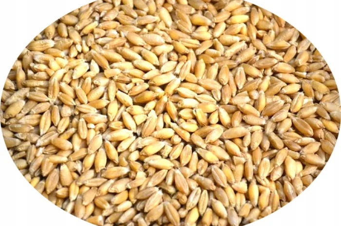 Продаж зерна тритікале- фото № 1