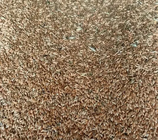 Продажа зерна тритикале- фото № 1