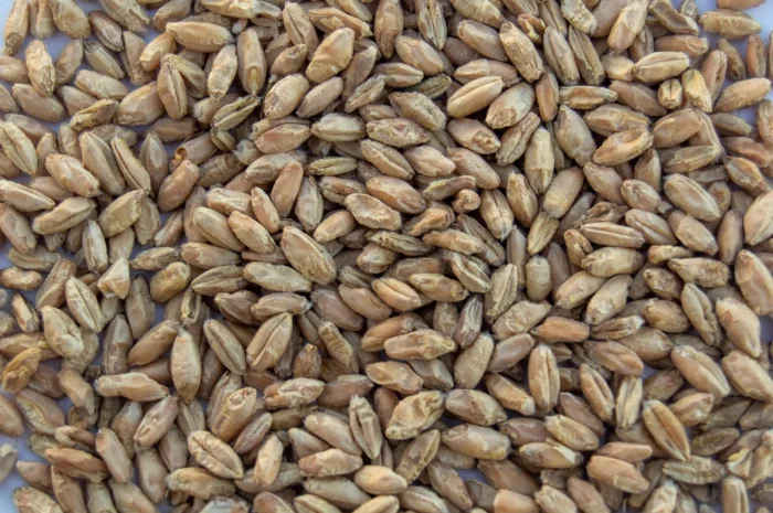 Закупка зерна тритикале в обсягах від 22 тонн- фото № 1