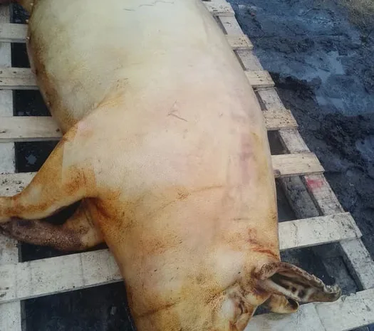 Продам м'ясо свинини- фото № 1