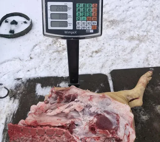 М‘ясо свинина- фото № 1