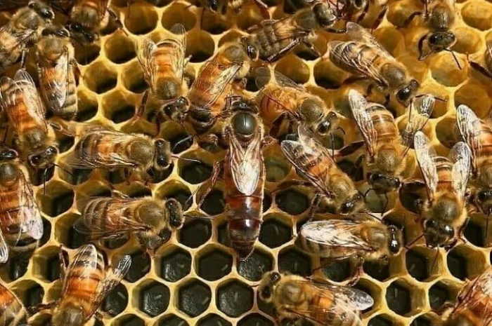 Оголошення2026!!! Продам бджолопакети- фото № 4