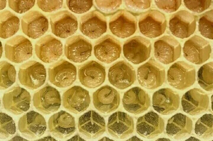 Оголошення2026!!! Продам бджолопакети- фото № 2