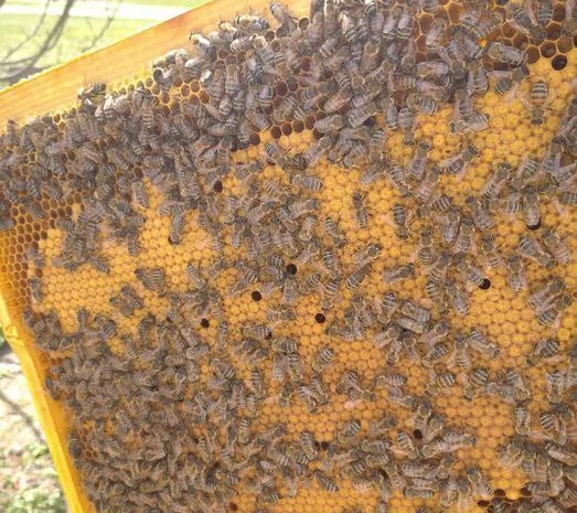 Оголошення2026!!! Продам бджолопакети- фото № 3