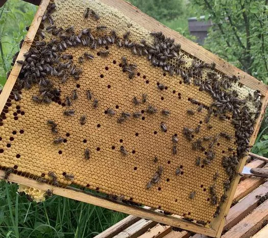 Оголошення2026!!! Продам бджолопакети- фото № 5