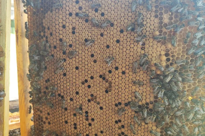 Оголошення2026!!! Продам бджолопакети- фото № 6