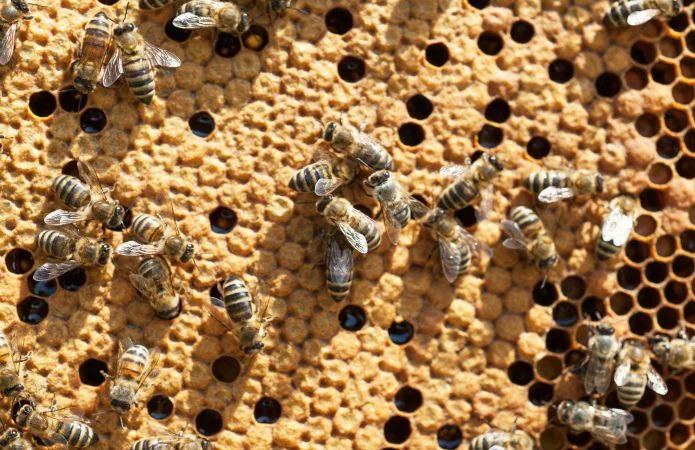 Оголошення2026!!! Продам бджолопакети- фото № 1