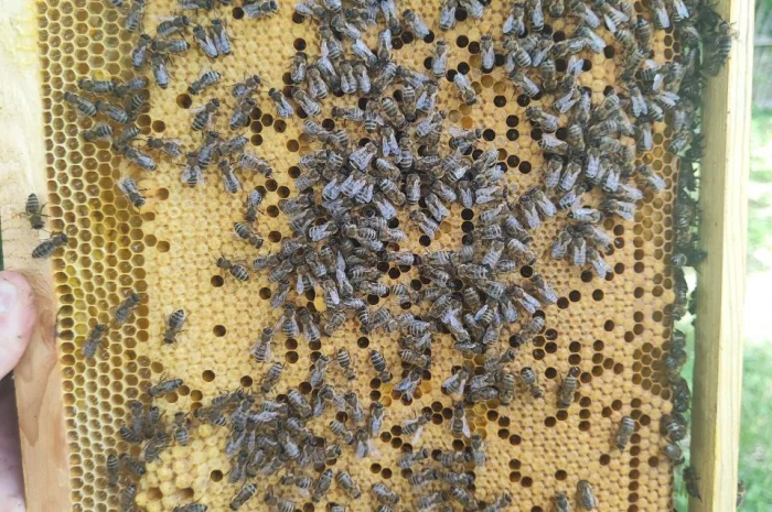 Оголошення2026!!! Продам бджолопакети- фото № 9