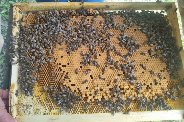 Оголошення2026!!! Продам бджолопакети- фото № 8