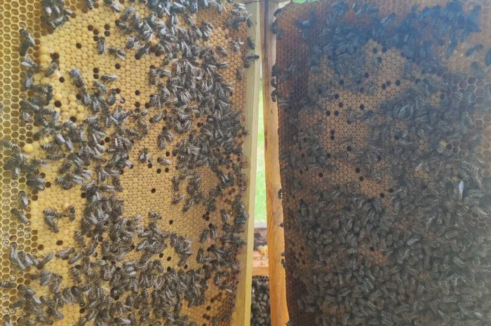 Оголошення2026!!! Продам бджолопакети- фото № 7