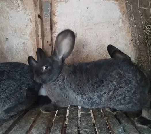 Кролі на розплід, також є кроляче мясо- фото № 1