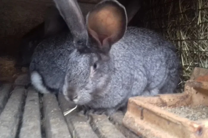 Кролі на розплід, також є кроляче мясо- фото № 2