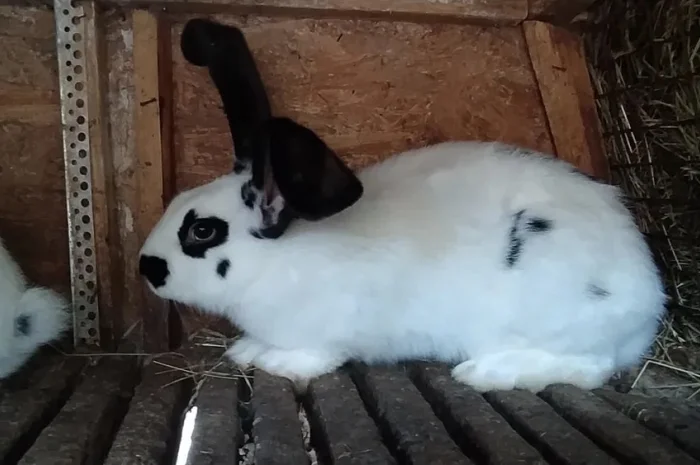 Продаються кролі на розпліт також бите мясо- фото № 1