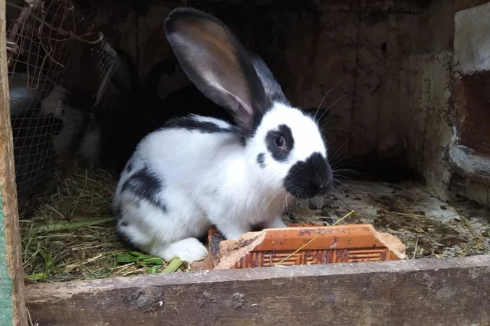 Продаються кролі на розпліт також бите мясо- фото № 2