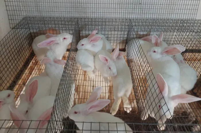 Кролі, термонська біла. Молодняк.- фото № 2