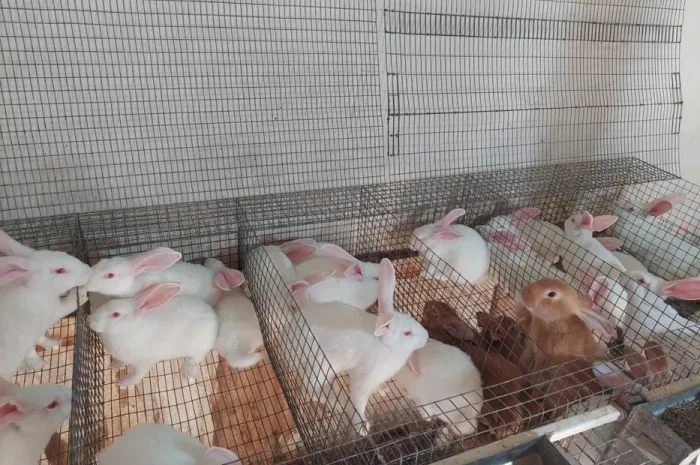 Кролі, термонська біла. Молодняк.- фото № 1