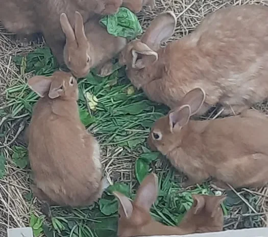 Кролі порода Бургундія- фото № 1