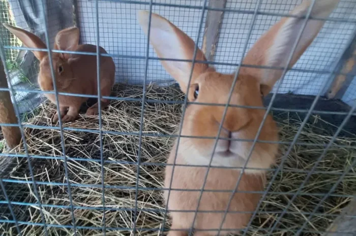 Кролі порода Бургундія- фото № 2