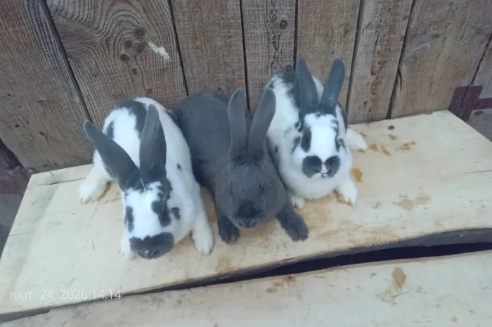 Продаються кролі різних порід- фото № 1