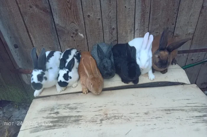 Продаються кролі різних порід- фото № 2