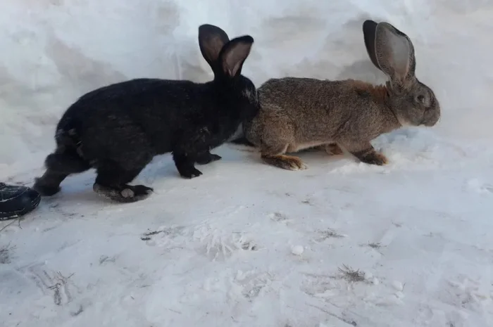 Кролі кроликі кроль- фото № 1