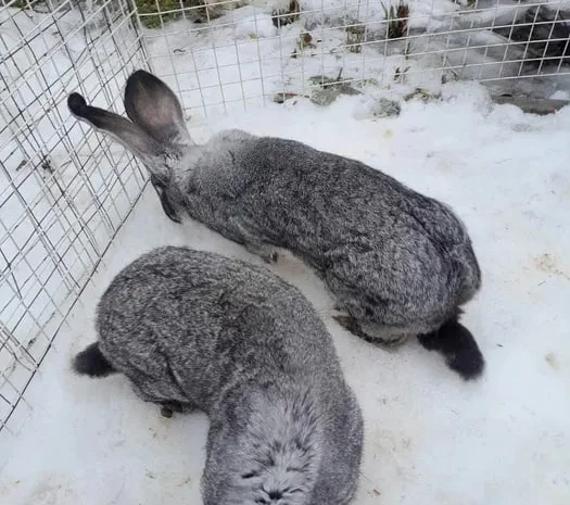 Кролі кроликі кроль- фото № 2