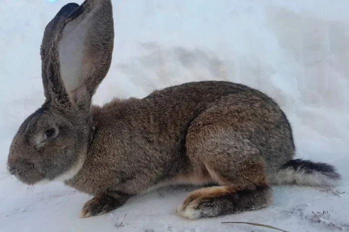 Кролі кроликі кроль- фото № 3