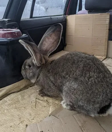 Самчик 7міс.Кролі- фото № 2