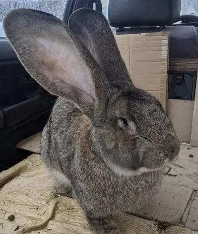 Самчик 7міс.Кролі- фото № 1