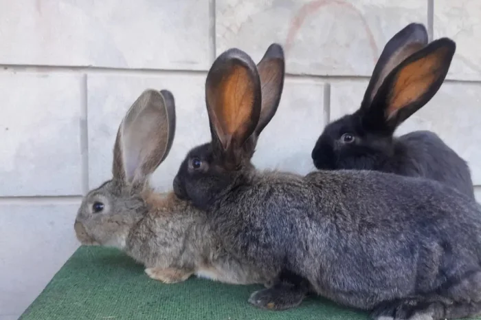 Кролі кроликі! Велетні- фото № 1